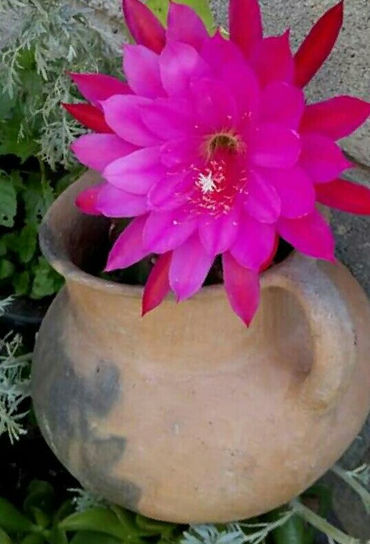 flores