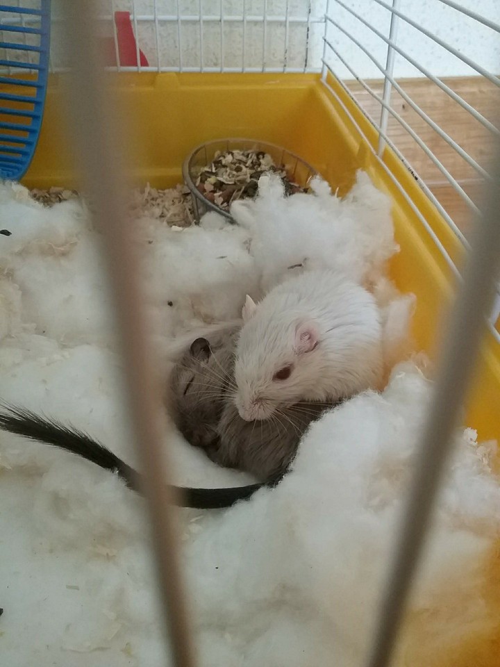 mis ratones