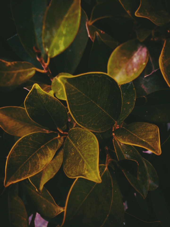 The Glossy Leaf's