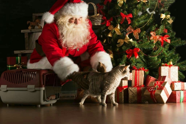 Santa Claus with a lovely kitten