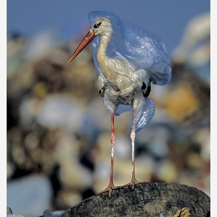 plastic world