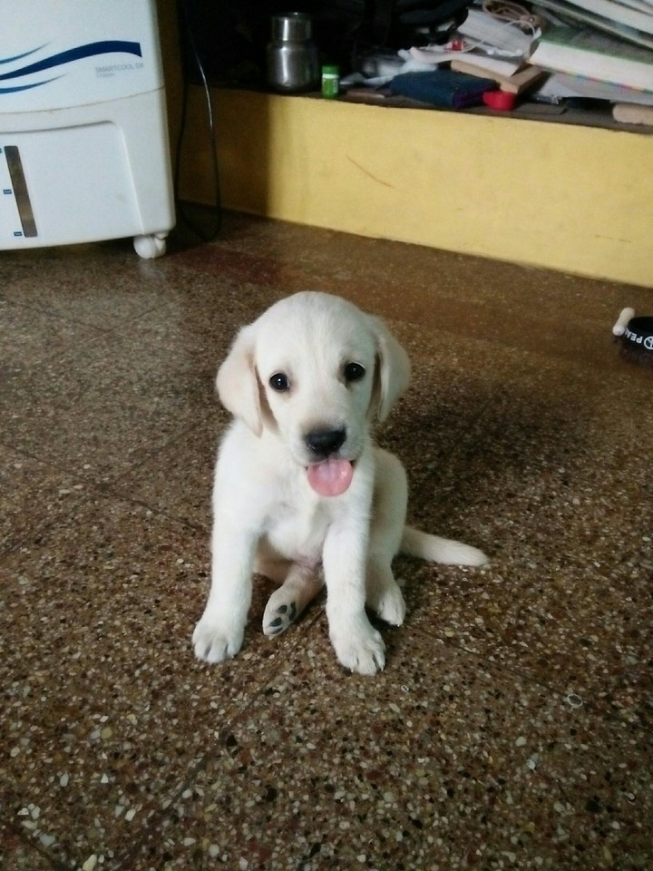 my Cesar