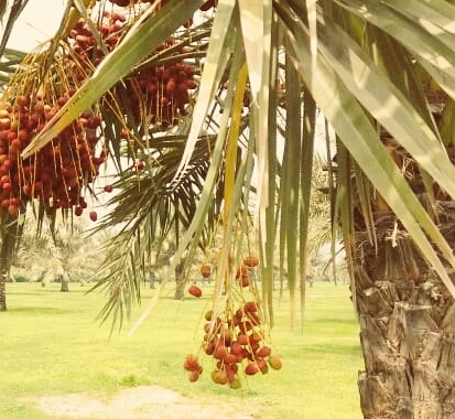 Date Palm