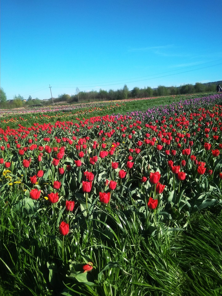 Field of tulips