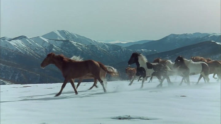 Horses