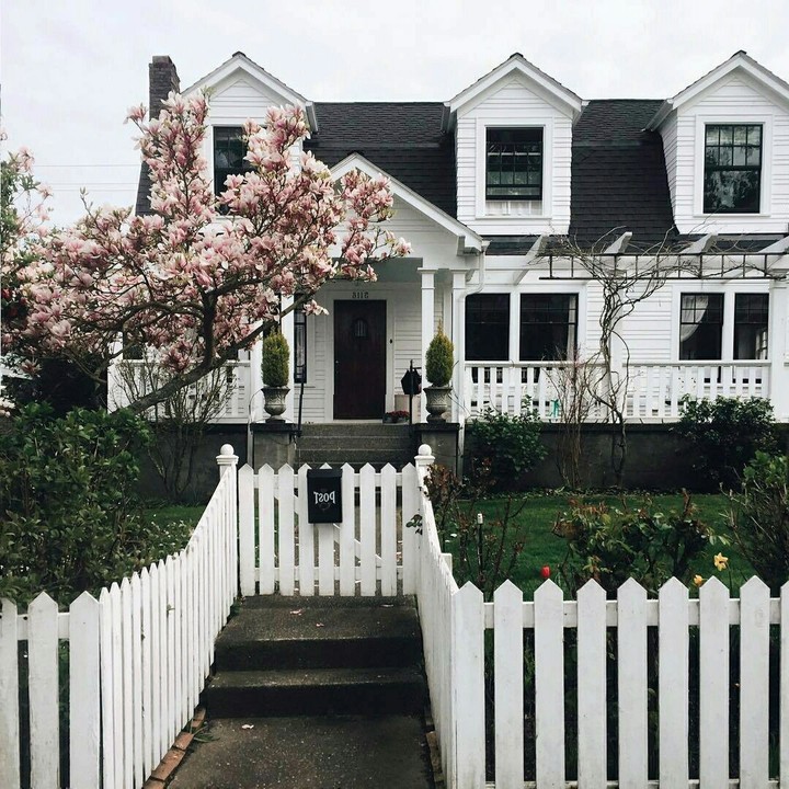magnolia