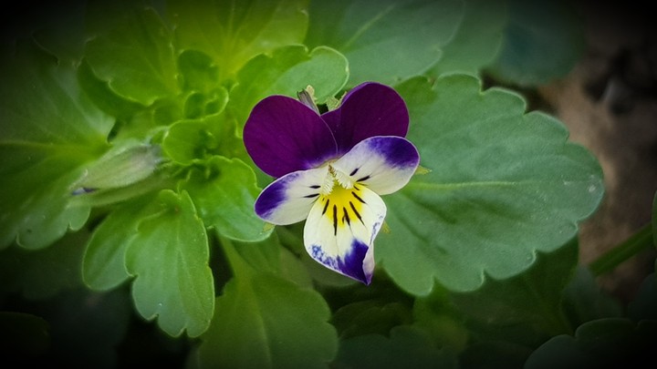 spring flower