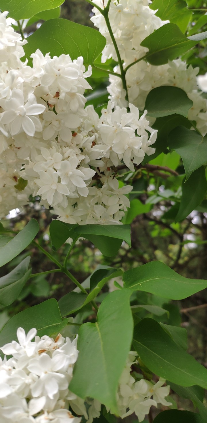 white lilac