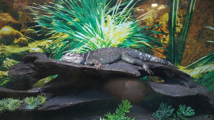 Lizard, Cape May Zoo