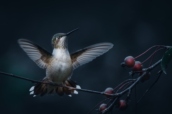 humming bird