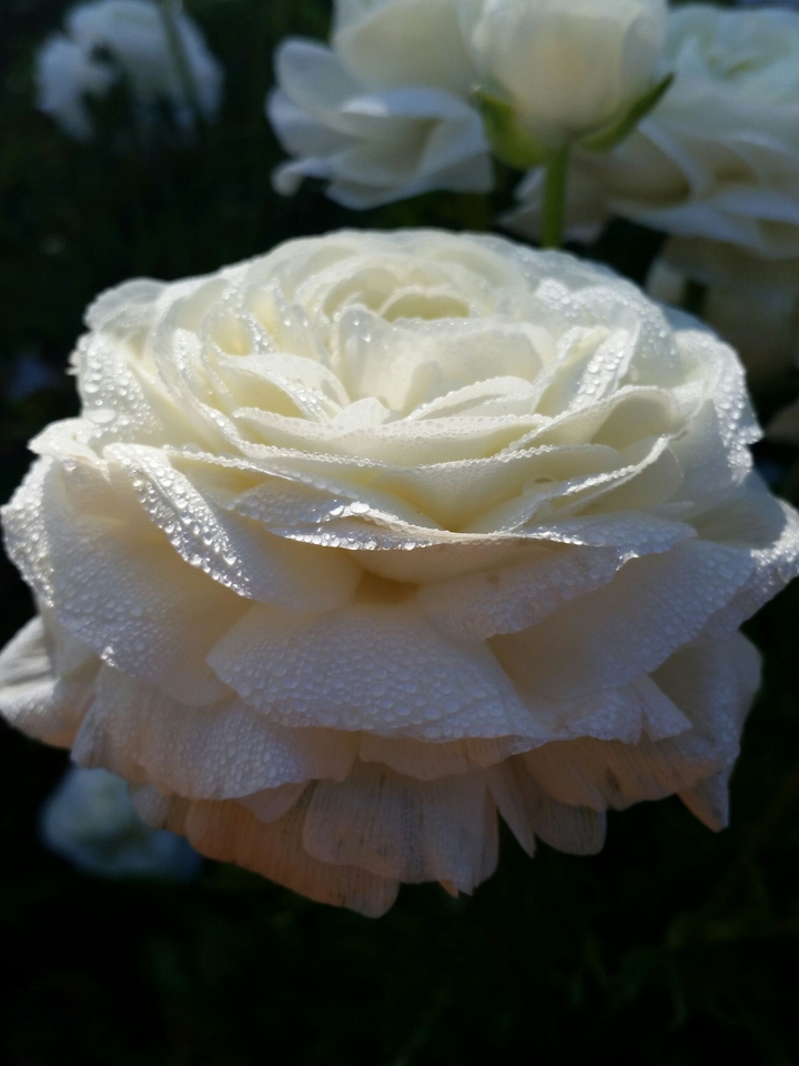 white rose