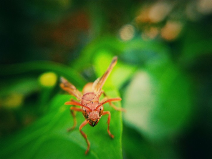 ant