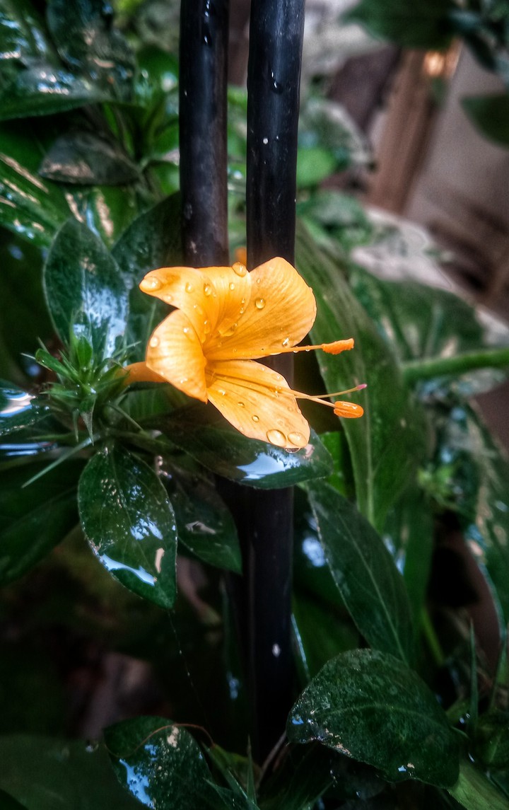 Flower..
