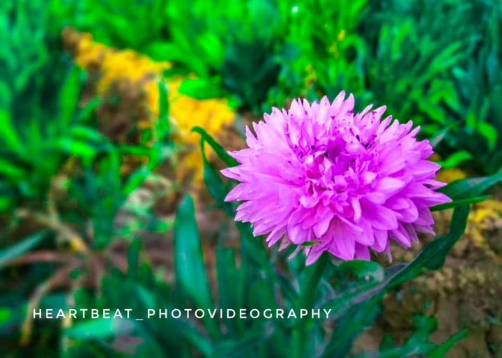 flower