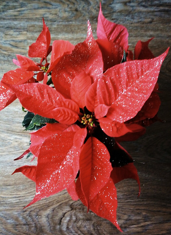 Christmas Flower