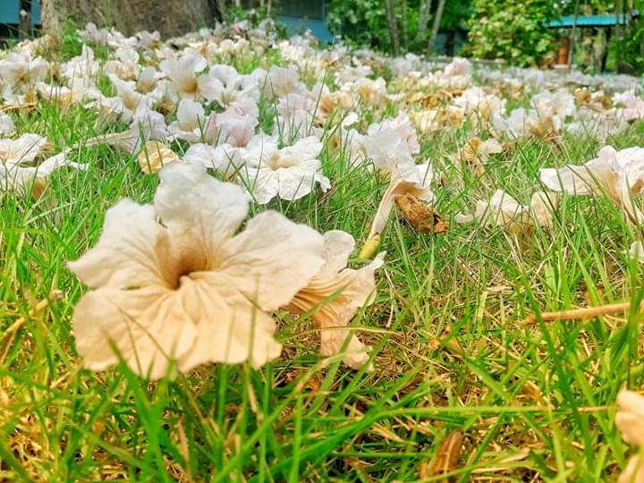 flower