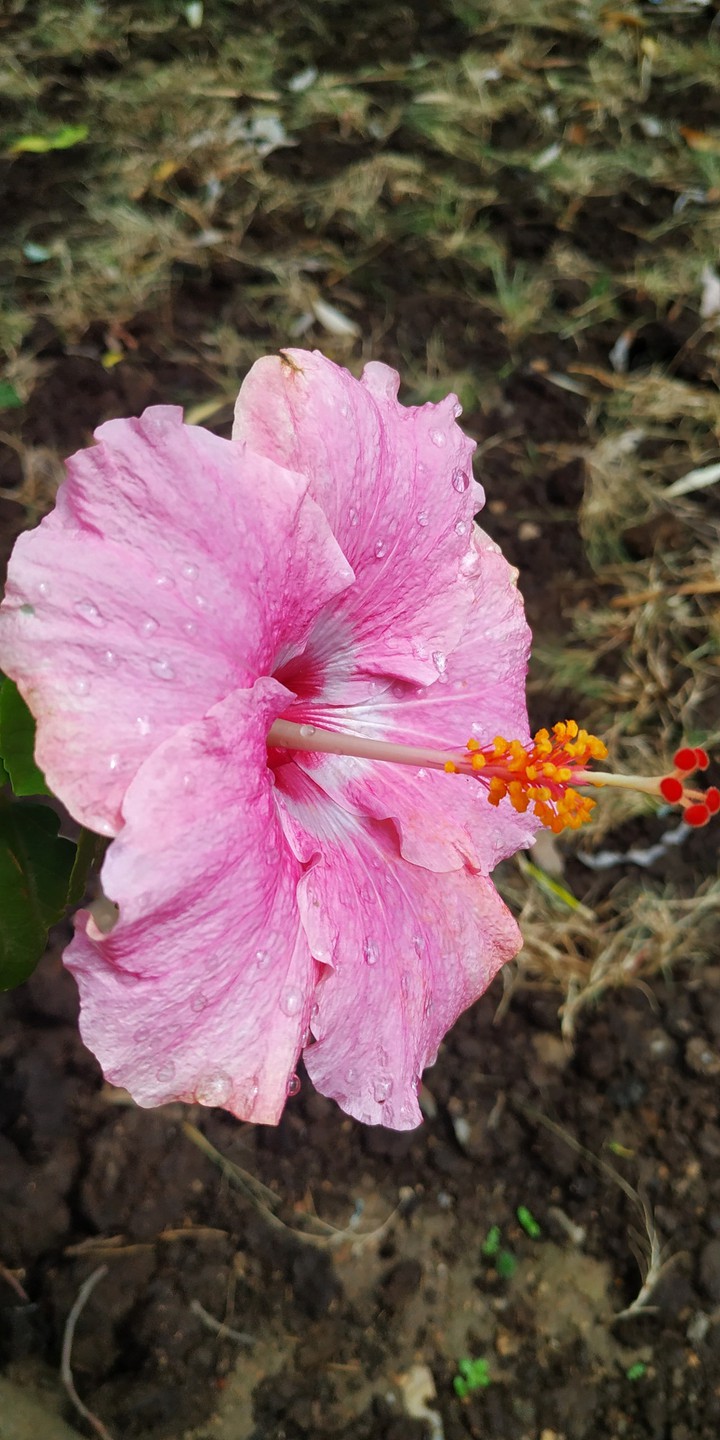 Boke Flower