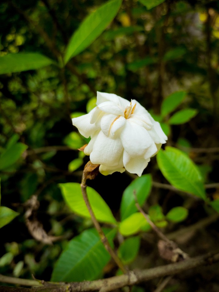 Cape Jasmine