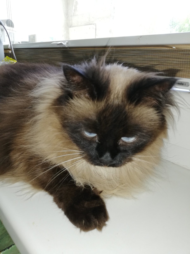 cat