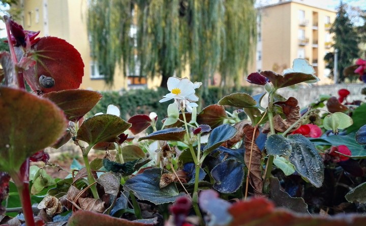flowers