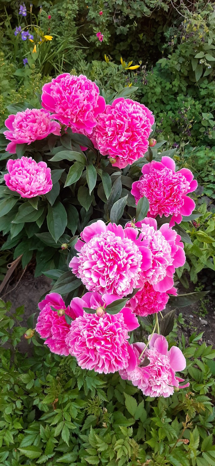 peony flowers