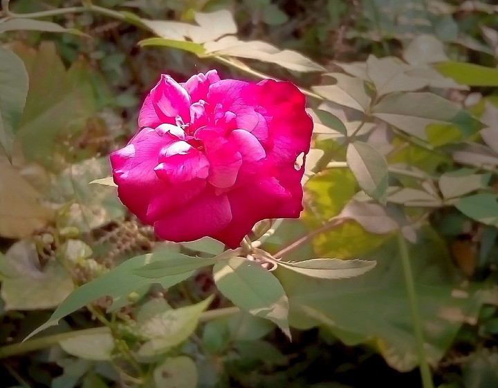 Beautiful Pink Rose....
