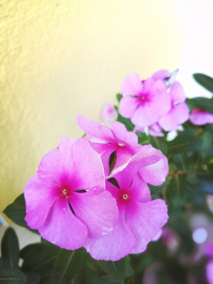 Nithyakalyani Flower
