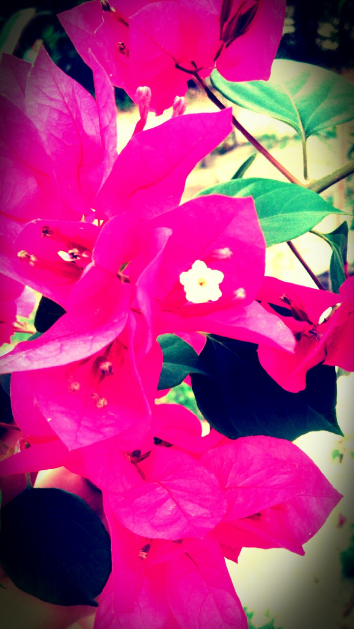 flowers