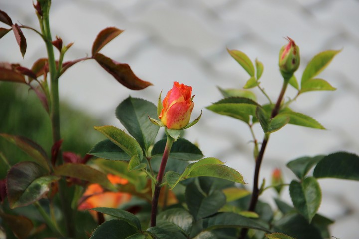 Rose