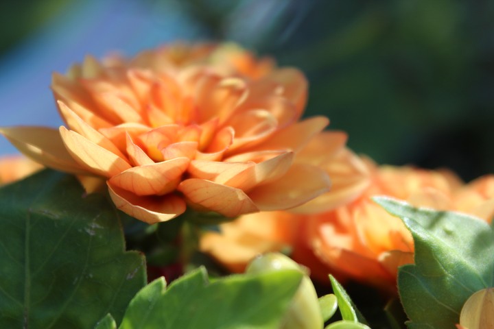 Dalia