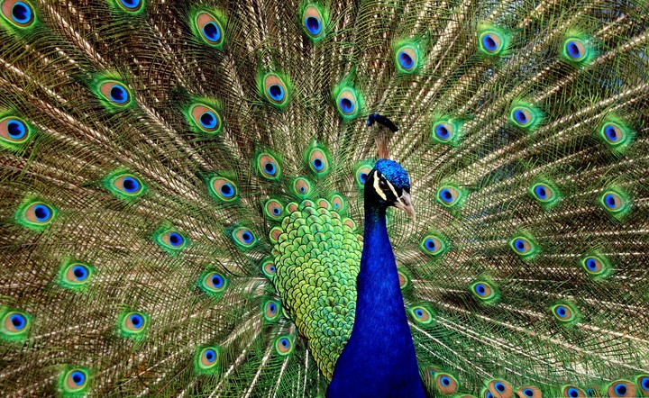 Peacock