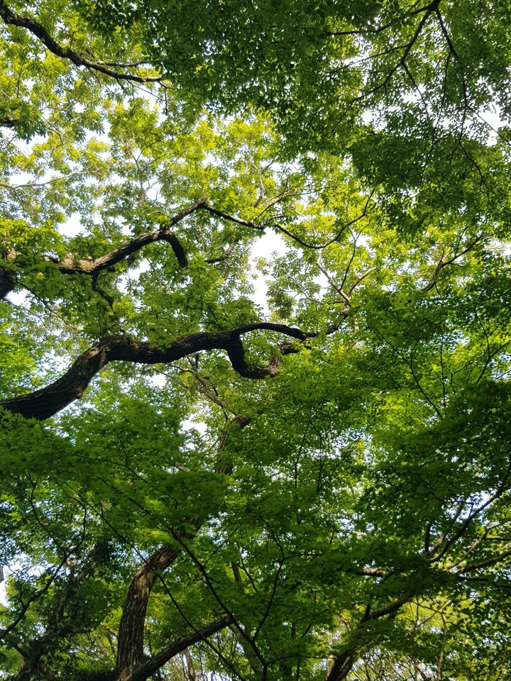 나무