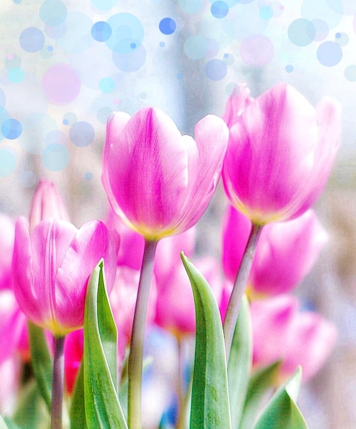 tulips