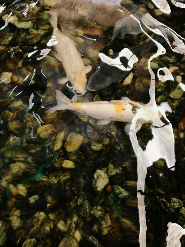 Fish