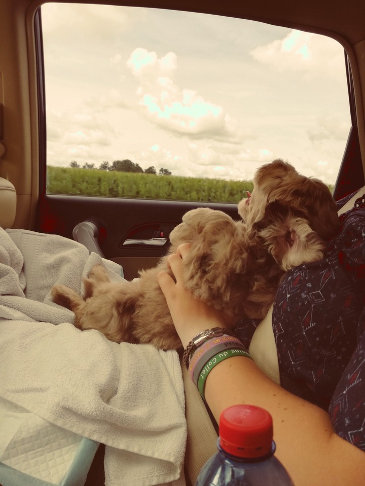 hond