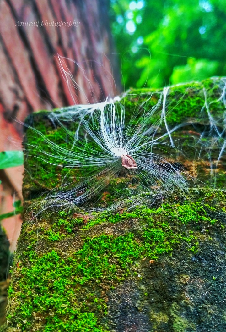 Anurag photography
