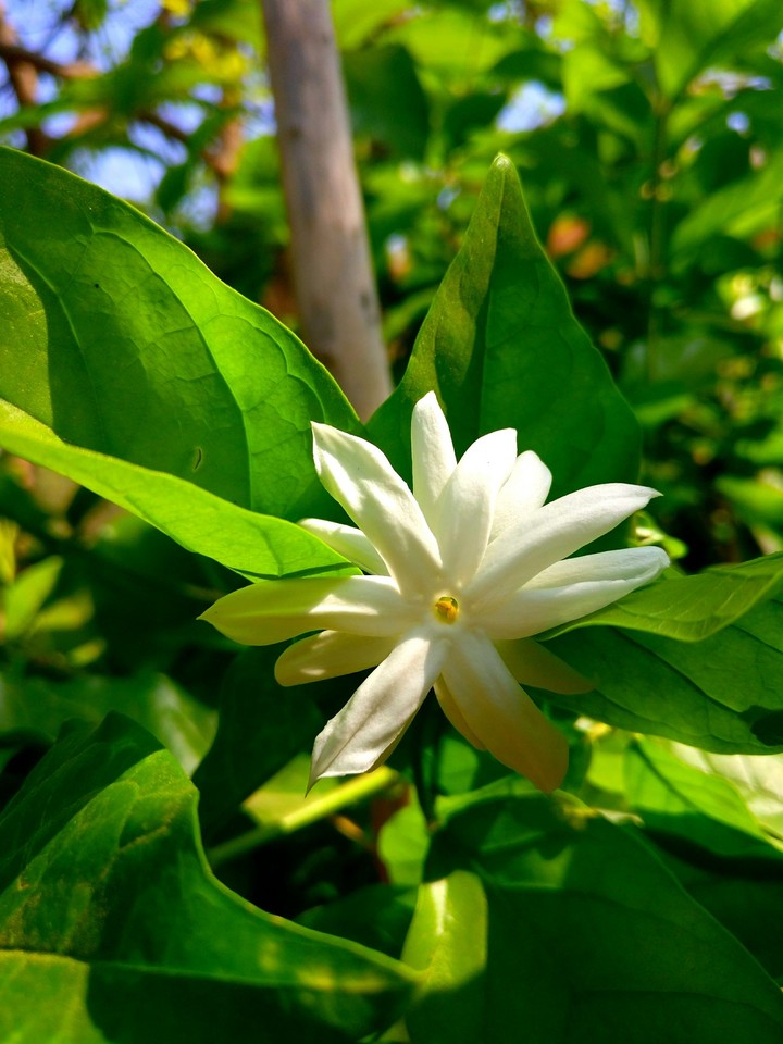 Jasmine