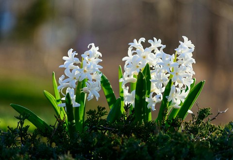 hyacinth