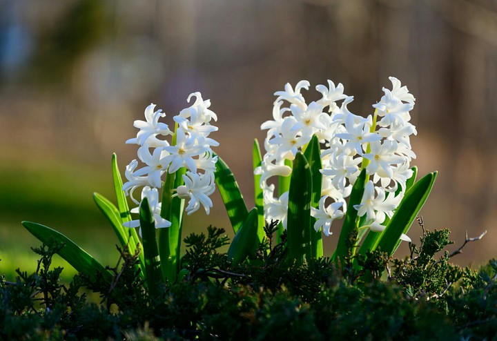 hyacinth