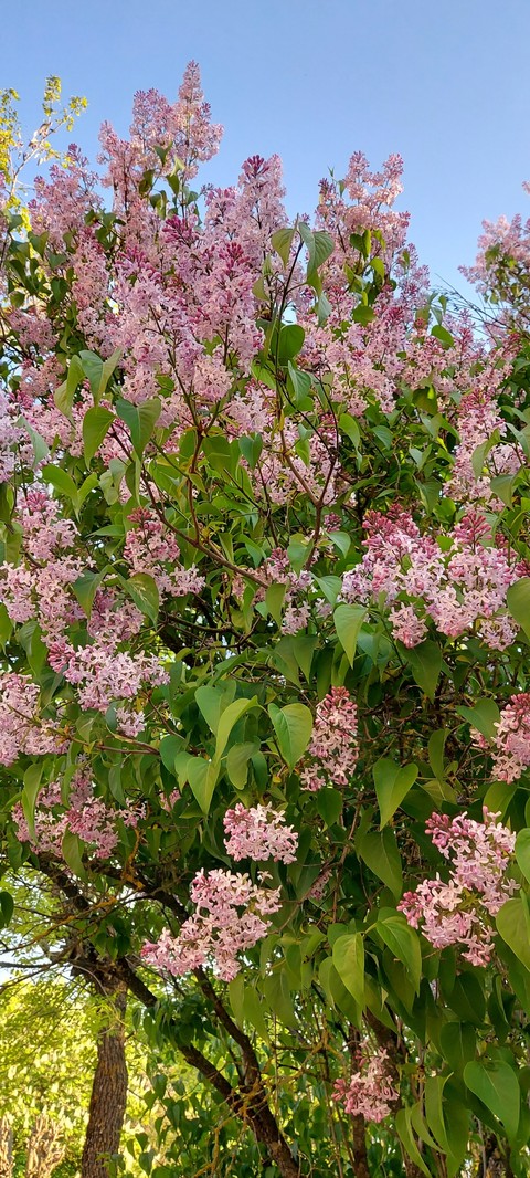 groundcover, subshrub Hintergrundbilder