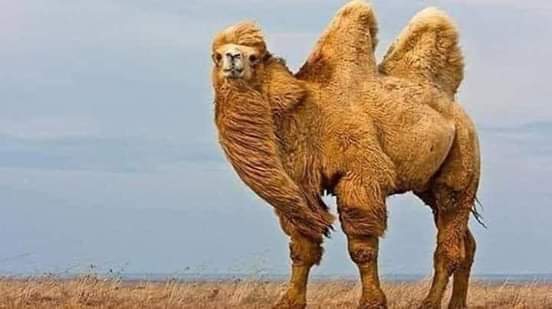 {أَفَلَا يَنظُرُونَ إلَى الإبِلِ كَيفَ خُلِقَت}