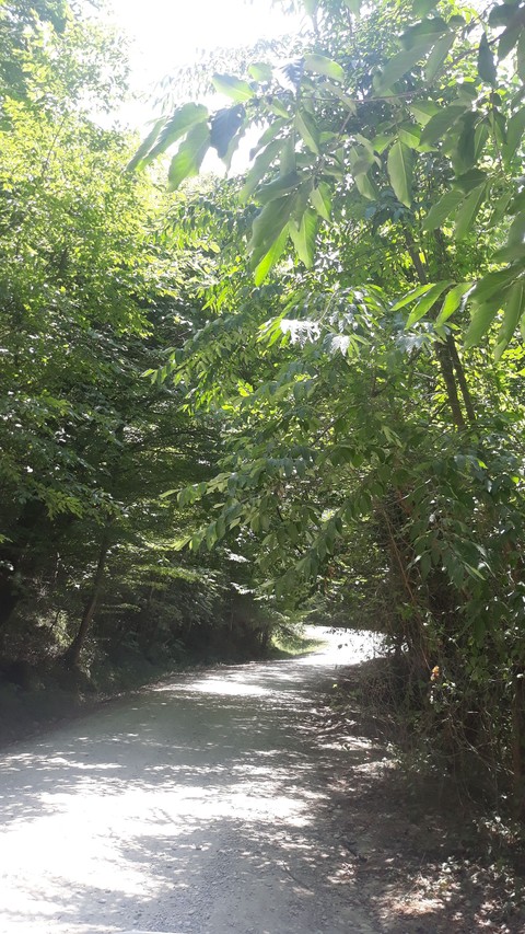 jungle
