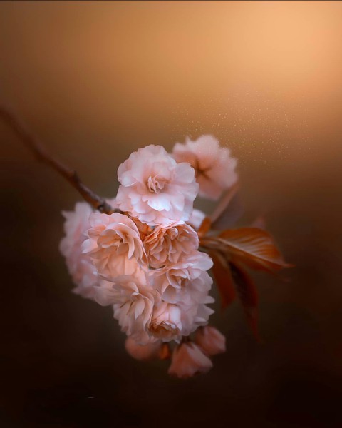 Cherry_blossom