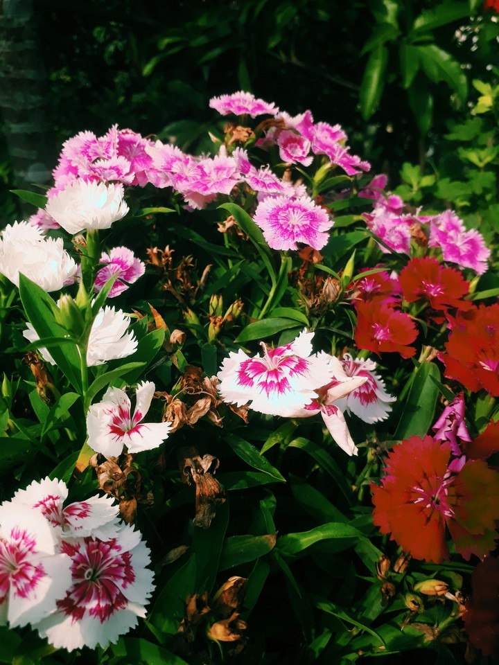 flower