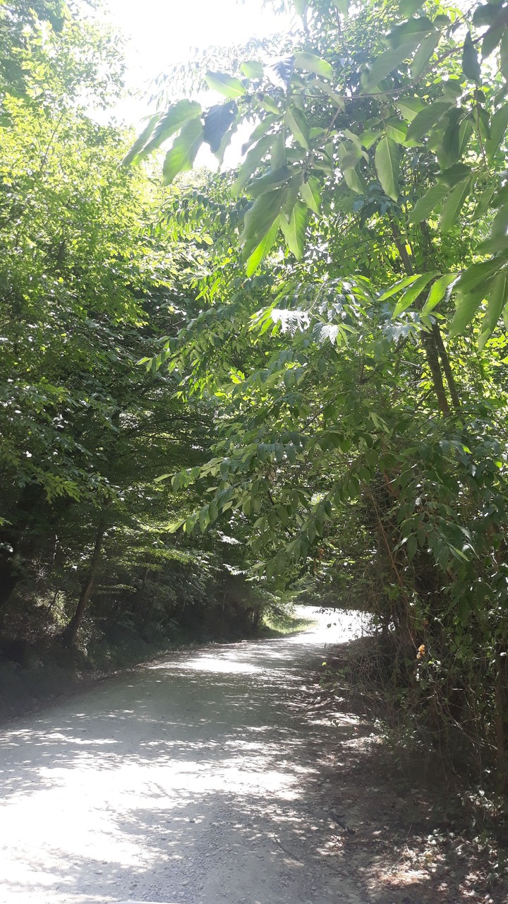jungle