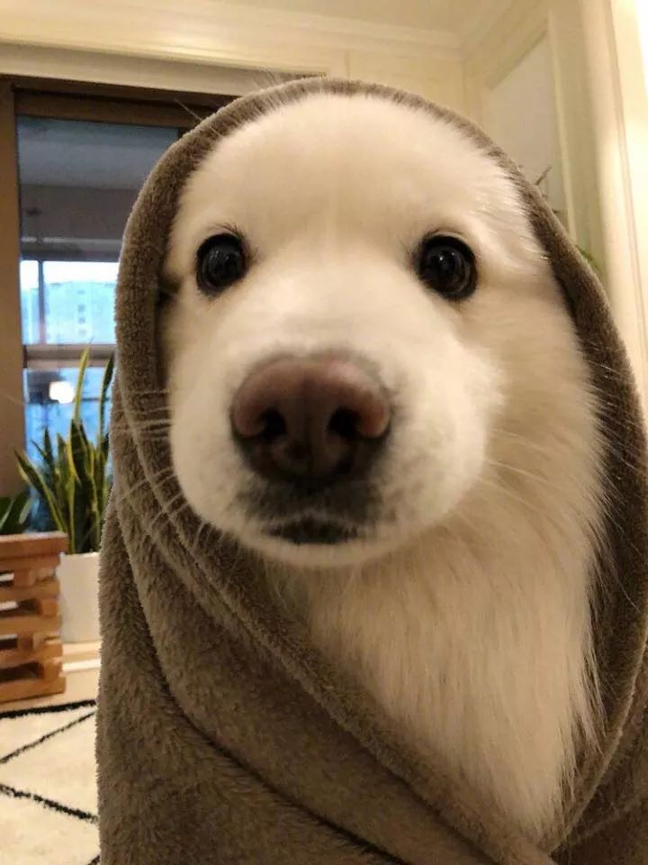 my dog