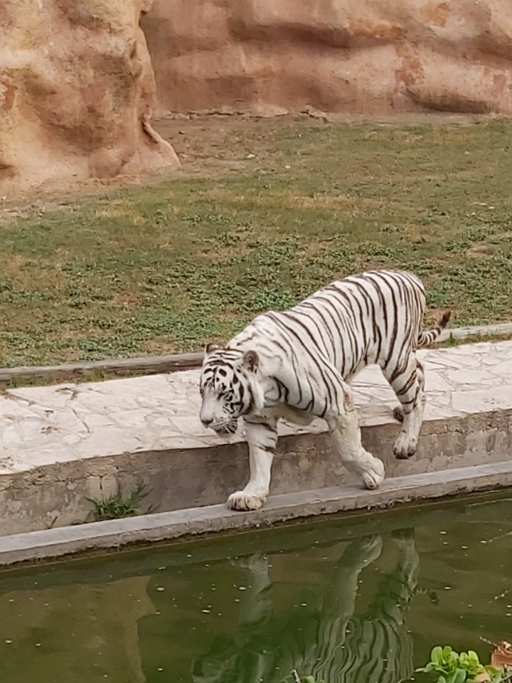 tigre de bengala #zoologicolapastora