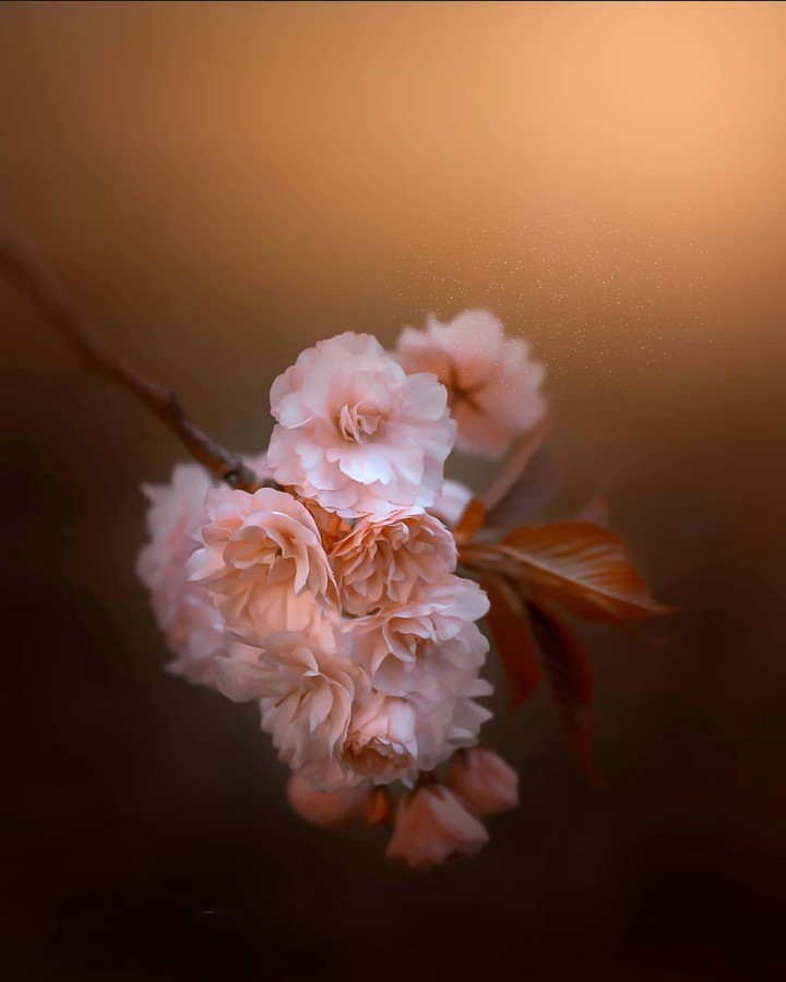 Cherry_blossom