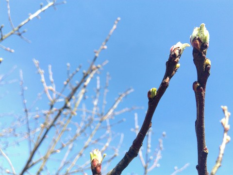 Apple blossom