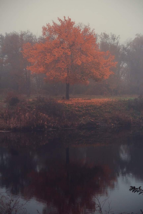 tapety twig, nature